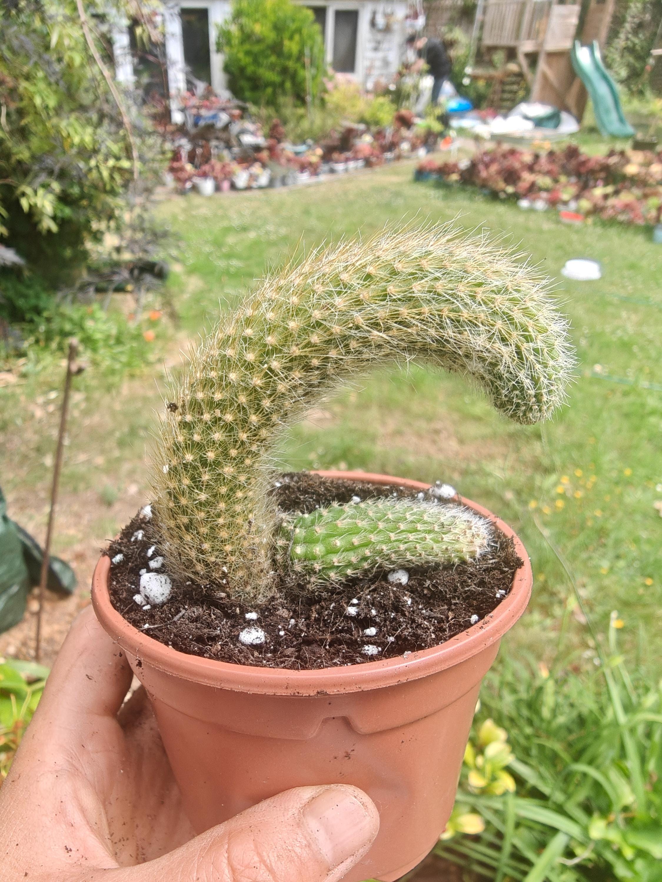 Hildewinteria Colademoninis Monkey Tails Multi Heads Cluster