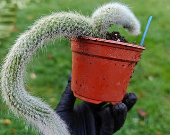Hildewinteria Colademoninis Monkey Tails Multi Heads Cluster Trailing Cactus Rooted UK
