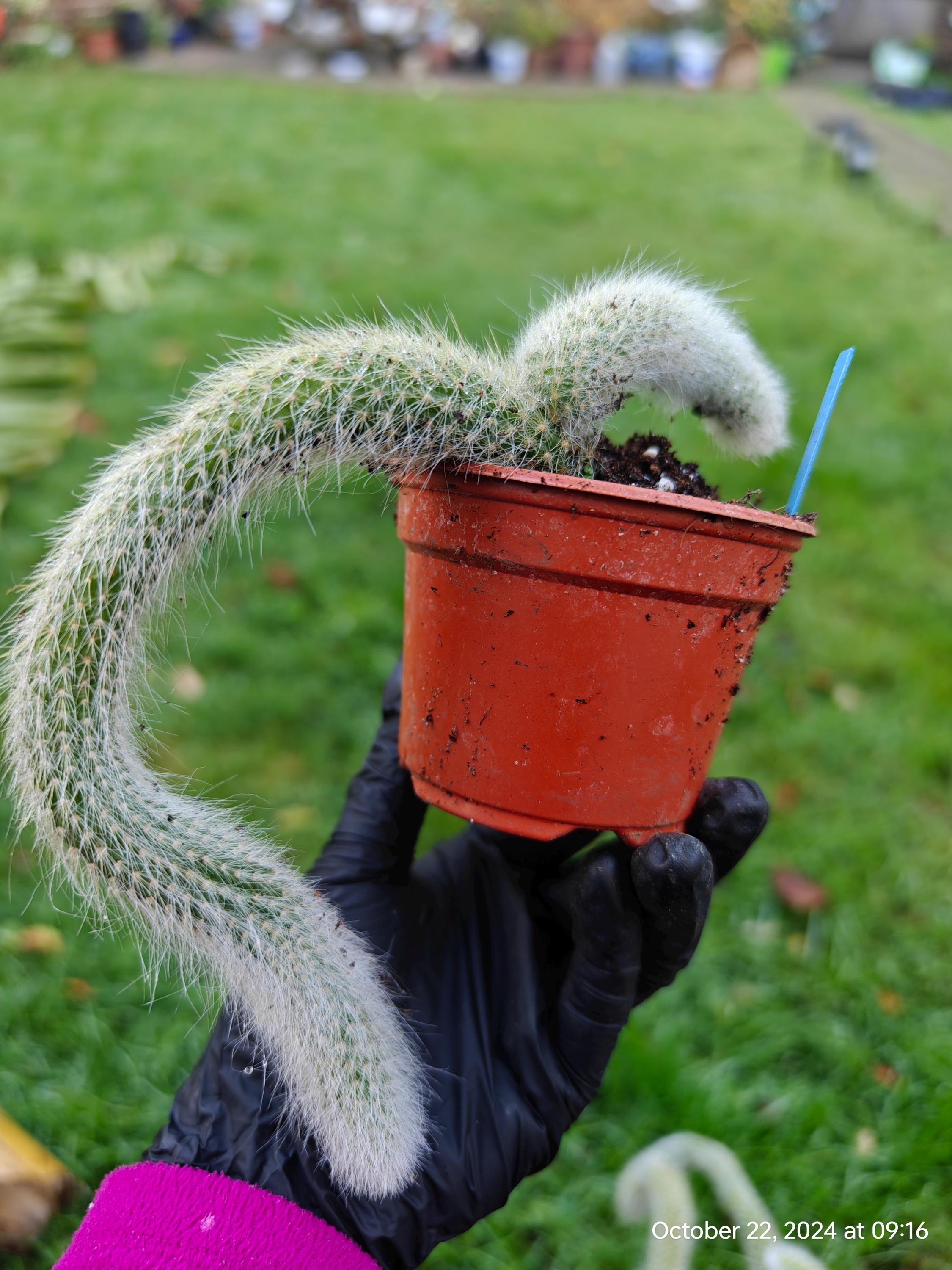 Hildewinteria Colademoninis Monkey Tails Multi Heads Cluster