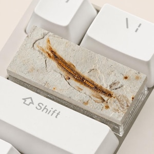 May include: A fossilized fish specimen encased in a rectangular, clear acrylic block, resting on a white keyboard. The fossil is a light brown color, with visible bone structure. The keyboard keys include "Shift", "Ctrl", and other symbols.