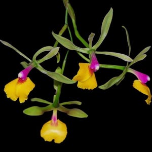 May include: Close-up of an orchid with yellow petals, magenta and white centers, and green stems against a black background. The orchid's petals have a ruffled edge. The flower is in full bloom.