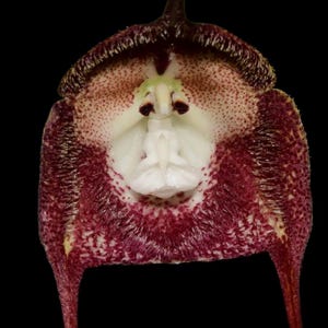 May include: A Dracula orchid flower featuring a deep maroon and white mottled pattern on its large, flared sepals. The central structure is a creamy white, complex column with dark red accents, set against a solid black background.