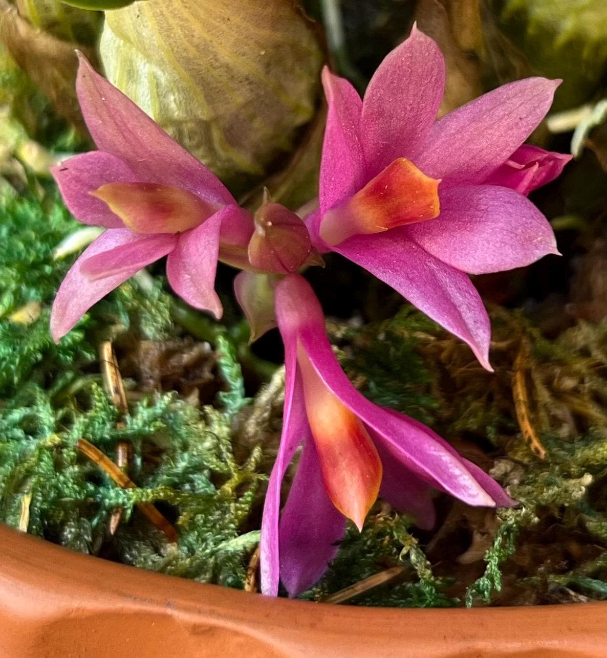 Lepanthes Miniature Orchids - Etsy