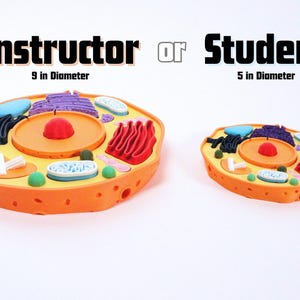 Animal Cell Model for Classrooms, Homeschool, STEM Camps & Events  - 3D printed model with individual organelles