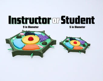Verimp Animal And Plant Cell Mitosis And Meiosis Models Plant | Australia - View #12