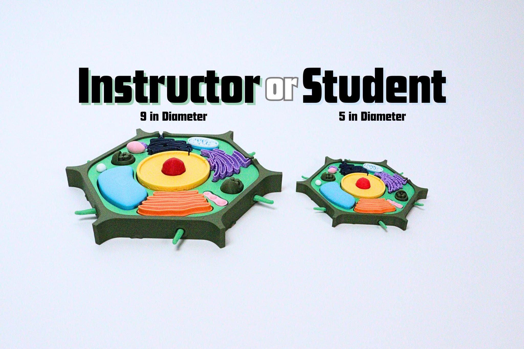 Plant Cell Model for Classrooms, Homeschool, Teachers, & STEM Camps and Events with Individual Organelles (3D Printed)