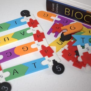 DNA & RNA Model - Flat (3D Printed)