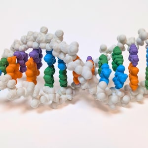 3D DNA Model Kit: Biology Classroom Learning Tool