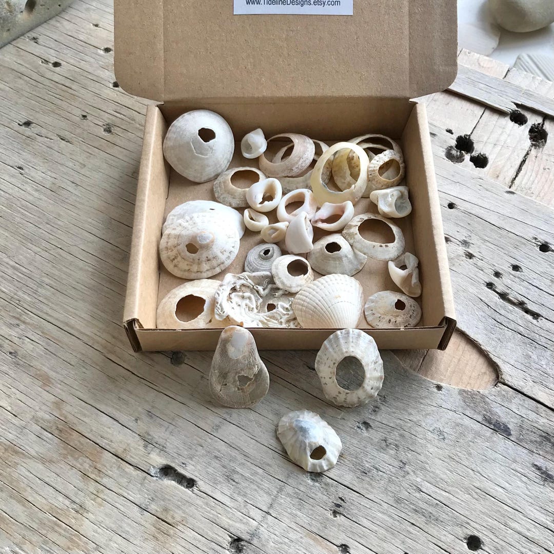 32 Sea Shells With Natural Holes Genuine Surf Tumbled Sea Beach Shell ...