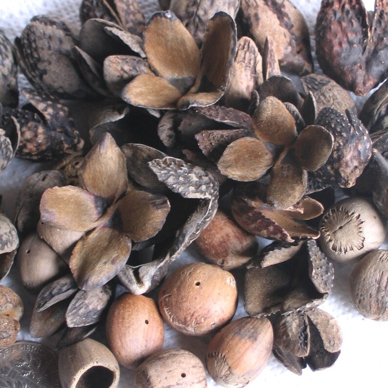 48 Natural Surf Tumbled Nut Shell Seed Pods Drilled 1mm holes Etsy