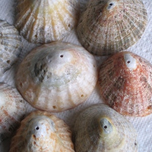 May include: A collection of seven seashells with various colors and textures. The shells are arranged on a white surface. Some of the shells have a hole in the center.