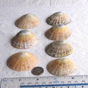 May include: Eight small, white and brown seashells with a hole in the centre of each. The shells are arranged in two rows of four. A ruler is at the bottom of the image.