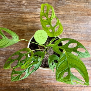 つる植物用ボロノイ苔支柱｜モジュール式植物サポート 画像 15