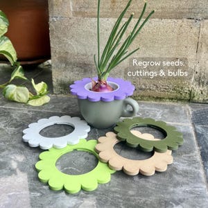 Fleur à germer en pot Mason | Insert décoratif décoratif pour bulbes, graines et restes de cuisine
