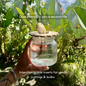 Può includere: Un barattolo di vetro trasparente con un inserto in legno che contiene un seme germogliante. Il barattolo è tenuto davanti a un rigoglioso fogliame verde. Il testo sull'immagine recita: "Dai una seconda vita ai barattoli di tutti i giorni" e "Inserti intercambiabili per semi, talee e bulbi."