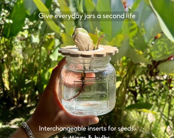 Deksel van Mason Jar-spruitstuk | Complete aangroeiset voor avocado, mango, bosui, bollen, grote zaden en keukenresten
