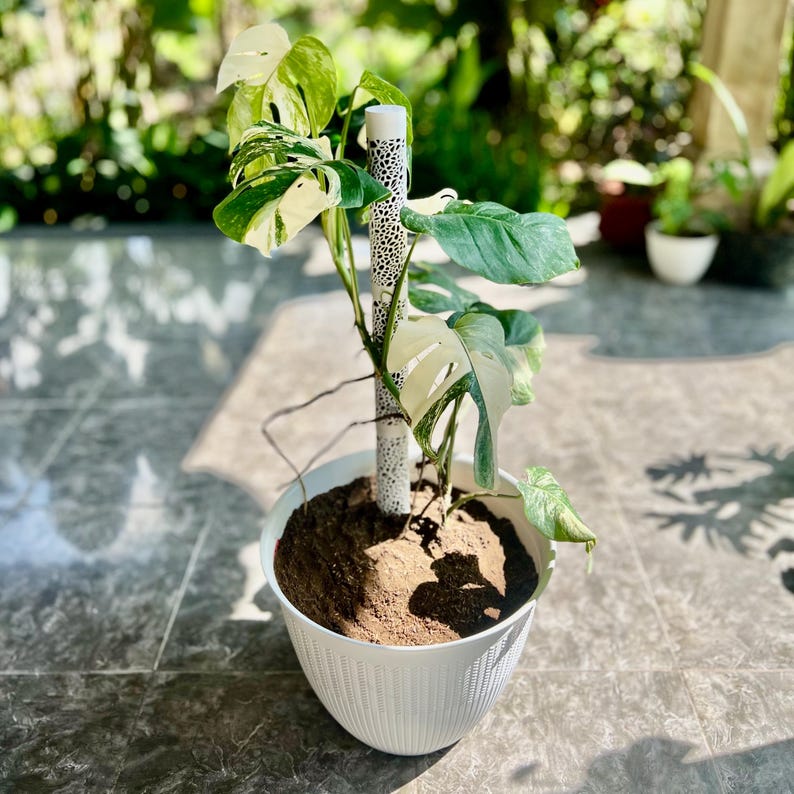 つる植物用ボロノイ苔支柱｜モジュール式植物サポート 画像 7