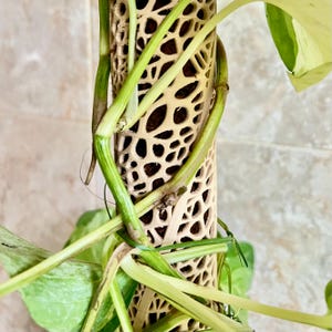 つる植物用ボロノイ苔支柱｜モジュール式植物サポート 画像 2
