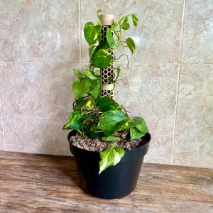 Moss Pole | 3D Printed Eco PLA Honeycomb Plant Support for Monstera, Pothos & Climbing Plants – by PureLayer