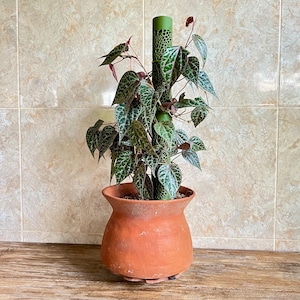 Poste de musgo para plantas trepadoras / Diseño Voronoi / Soporte modular para plantas