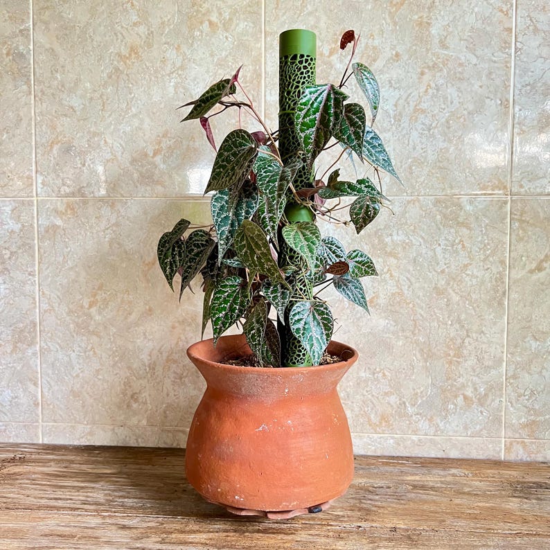 つる植物用ボロノイ苔支柱｜モジュール式植物サポート 画像 5