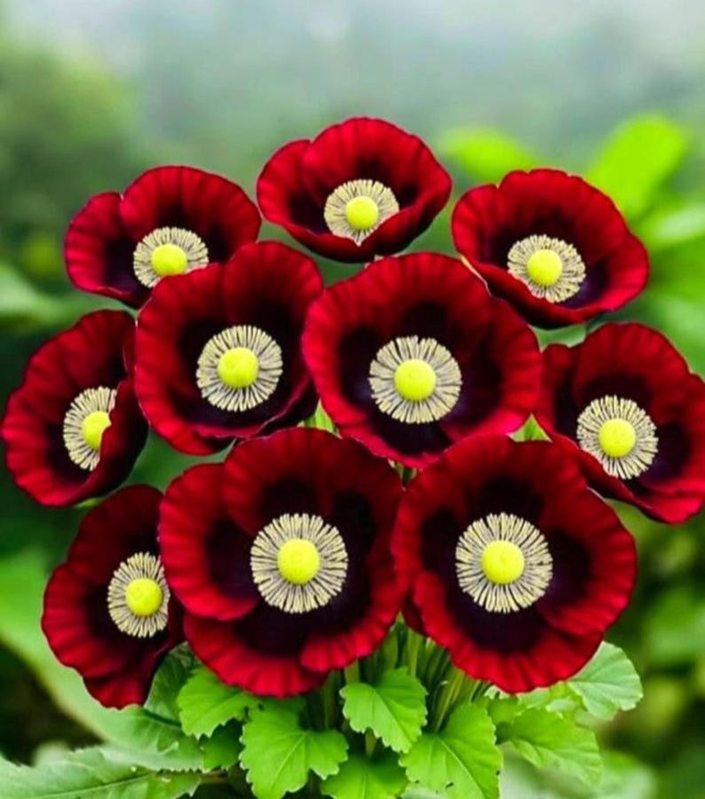 PANSY MIX Heirloom Garden Viola Pollinators