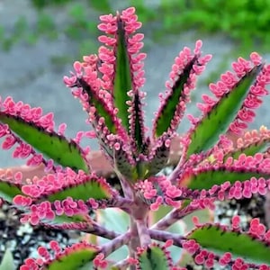 Kalanchoe Pink Butterflies Seeds: Rare Pink Mother of Thousands Succulent