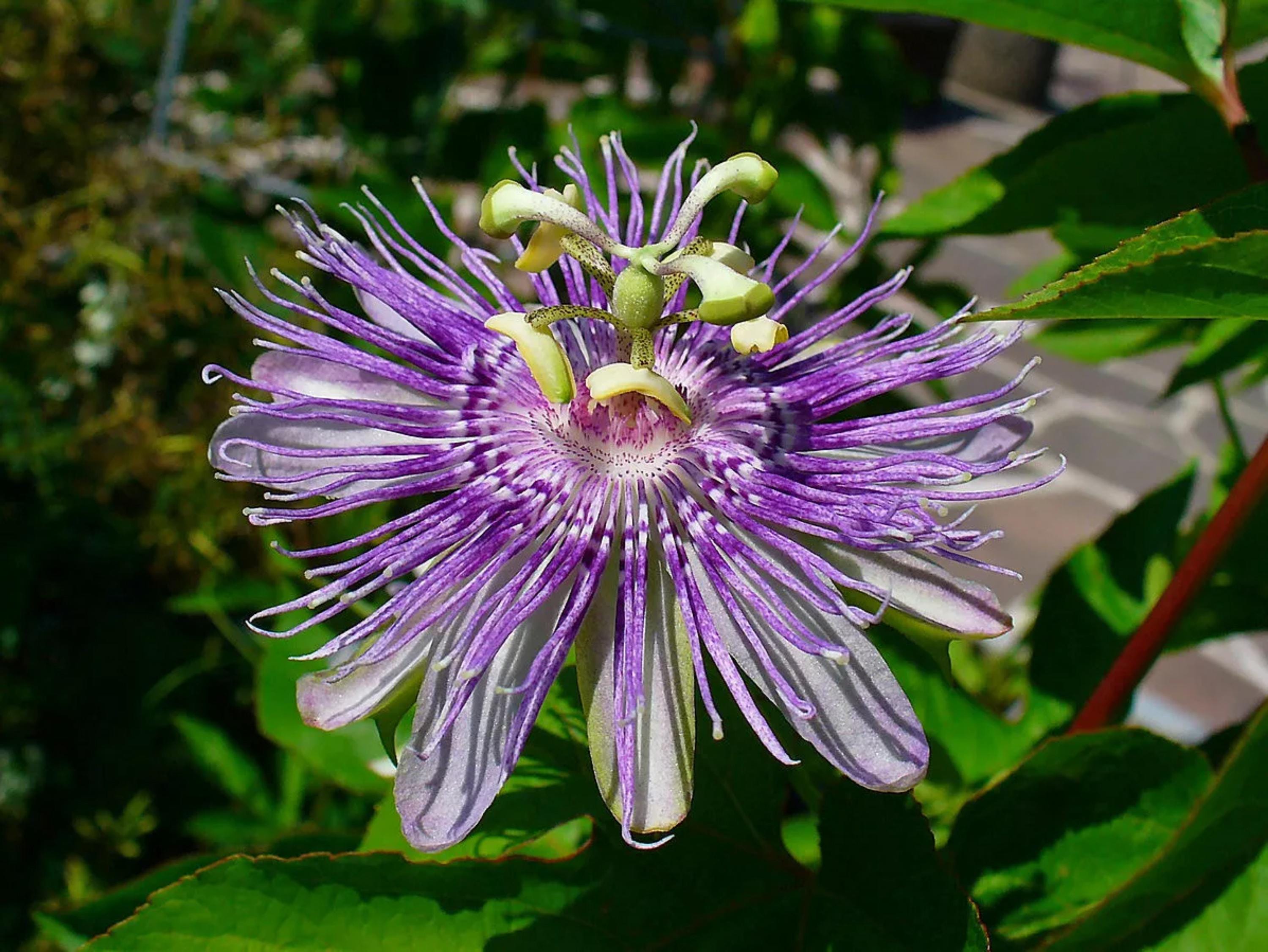 25+ Purple Passion Mollypops Maypop Vine Seeds - USA Grown & Shipped 9 thumbnail image