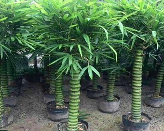 Buddha belly bamboo seeds ( Bambusa ventricosa ) 100 seeds - Etsy sterreich