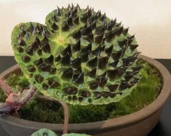 強烈なベゴニア - ベゴニア フェロックス - 希少植物種 - トゲトゲ