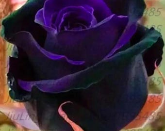 RARE English Black (dark Purple) ROSE Flower Plant 2, 10, 20 or 30