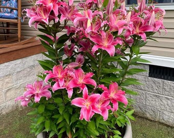 Lilium Oriental Lily Stargazer | 3 Easy-Grow Plant Bulbs | Summer Bloom