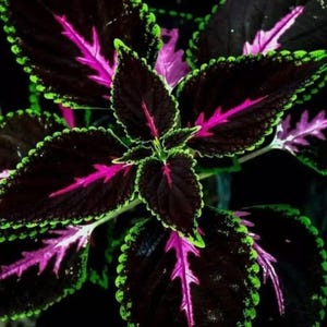 20 Rare Coleus Seeds: Pink, Black & Green Foliage