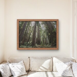 Forest Photo, Redwoods Wall Art, Nature Photography, Forest Landscape Print, Redwood Forest, Downloadable Prints, Printable Art, Landscape