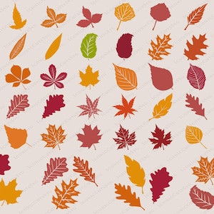 Blätter SVG-Bundle, Herbst Blatt SVG, Ahornblatt Png, Blatt Clipart, Herbst Cut Files, Herbst SVG, Blatt Vektoren, Herbst SVG, Farn dafür