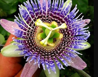 Sweet Granadilla Passionfruit Vine Starter, Organic Compost & Soil Mix