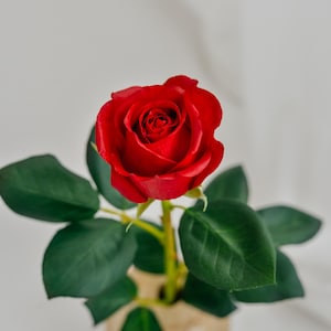 Könnte beinhalten: Eine leuchtend rote Rose in voller Blüte, mit üppigen grünen Blättern, präsentiert in einer kleinen, beige-farbenen Vase. Die Blütenblätter der Rose sind in der Mitte eng gefaltet und öffnen sich nach außen. Das Bild hat einen weißen Hintergrund.