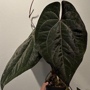 Anthurium Ace of Spades Tezula - Etsy