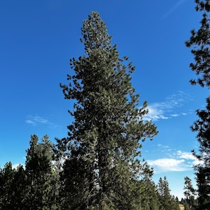 Ponderosa Pine Tree Seeds (Pinus Ponderosa) FRESH SEEDS!
