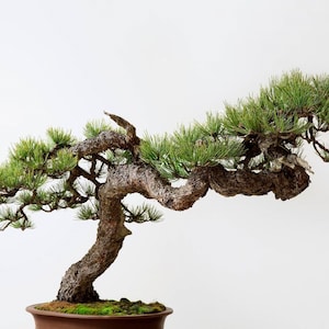 10 Ponderosa Pine BONSAI SEEDS (Pinus ponderosa) Conifer Tree Seeds