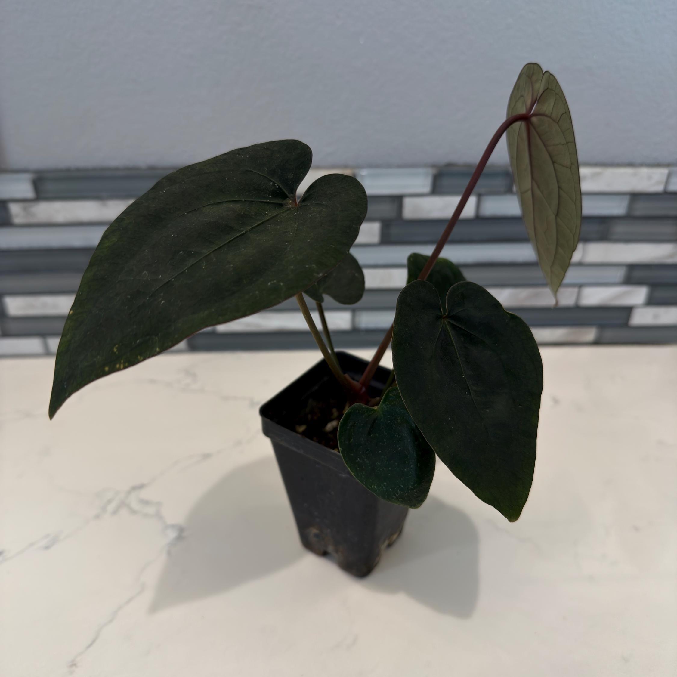 Anthurium Tezula Ace of Spades Dark Form - 3