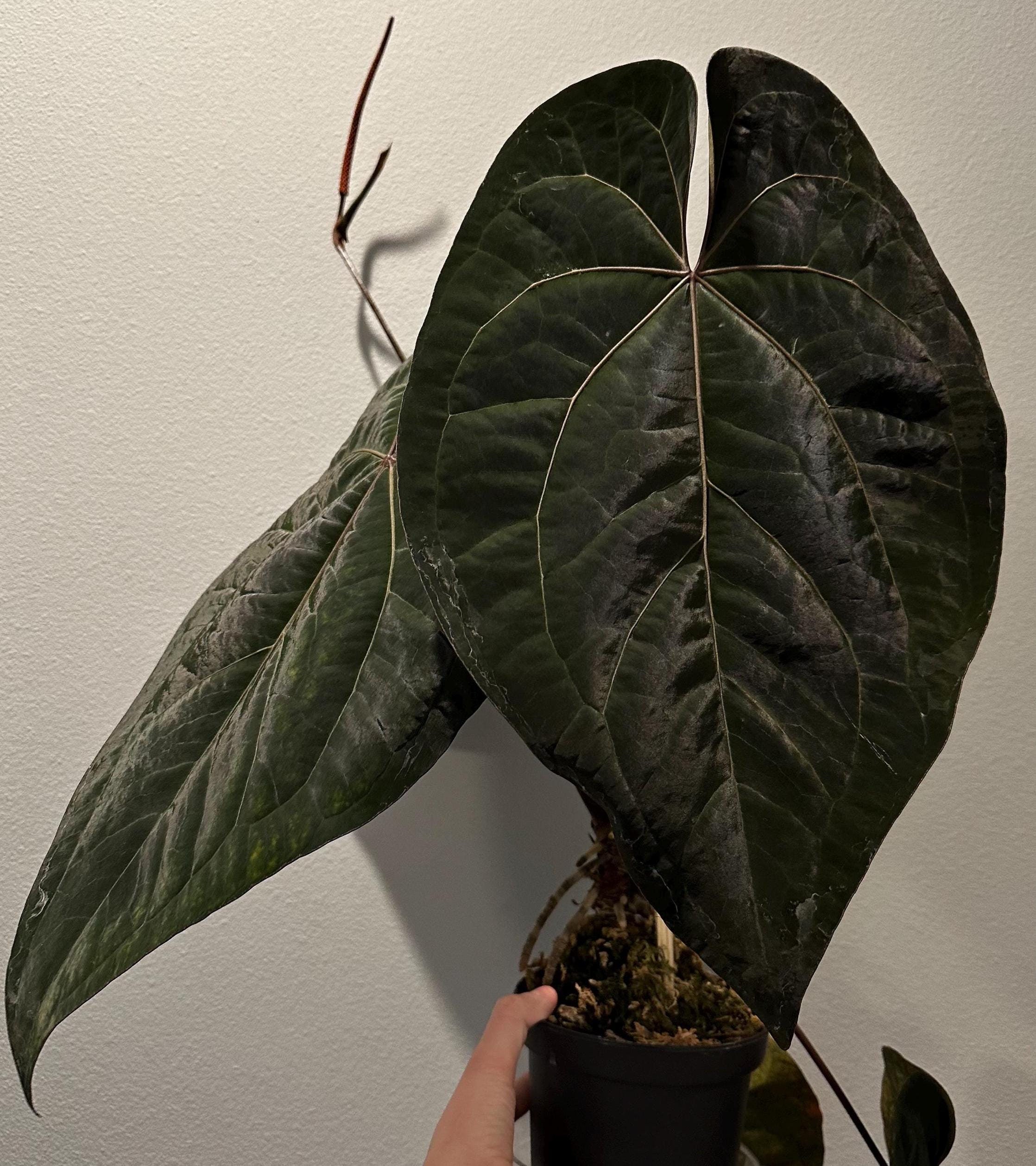Anthurium Dark Phoenix - Etsy