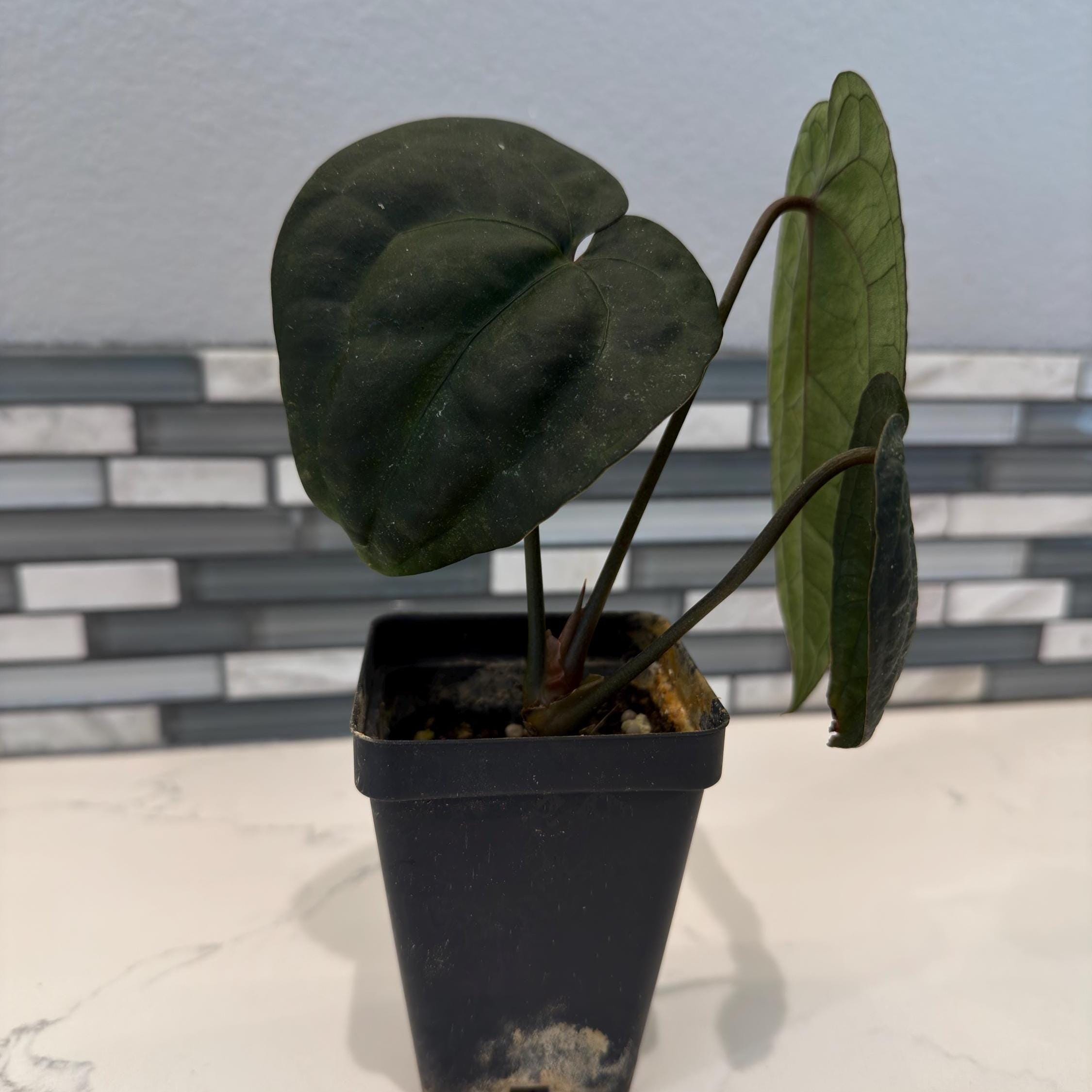Anthurium Tezula Ace of Spades Dark Form - 3