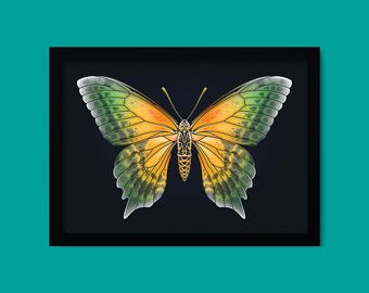 BUTTERFLY 01, Art Print, Yellow Green Wings, Entomology Illustration, Botanical Nature Poster