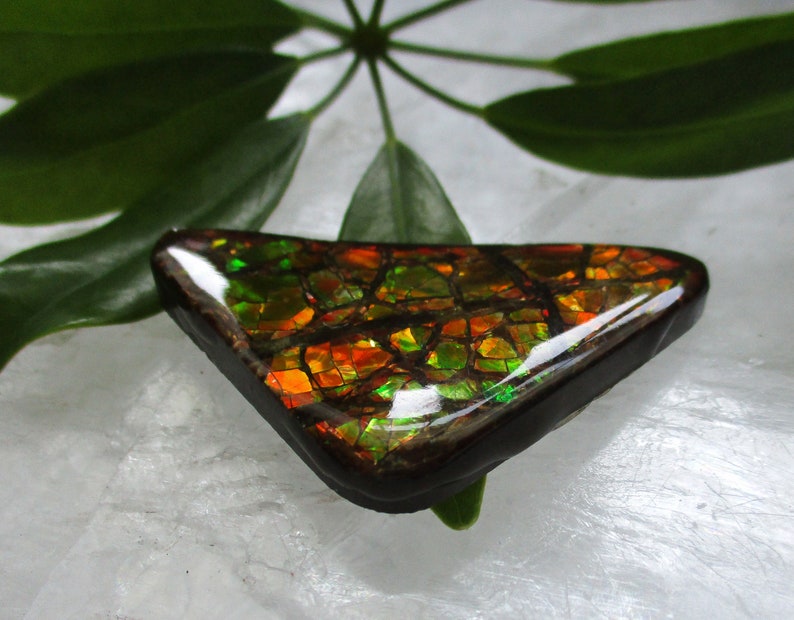 Ammolite Triangle Cabochon with vibrant color and dragon skin pattern