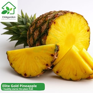 May include: A whole and sliced Elite Gold Pineapple. The pineapple has a brown, textured exterior and bright yellow flesh. Several cut slices are displayed, showcasing the fruit's vibrant color. The image includes the text "Chikgarden" and "Elite Gold Pineapple".