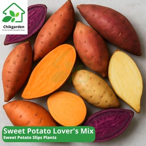 Sweet Potato Slips Mix: 10 Non-GMO Heirloom Varieties - Fast Shipping