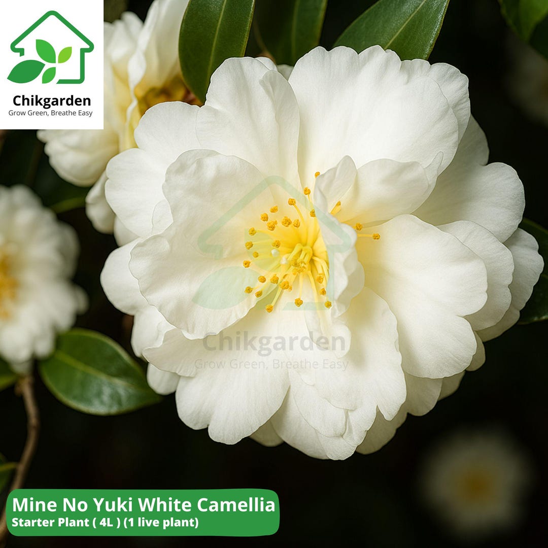 1) - Pink Perfection Camellia Japonica - Starter Plant (4L) (1 Live Plant