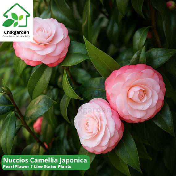 Nuccio's Pearl Camellia Japonica Starter Plant: White Pink Blooms, Garden  Shrub - Etsy