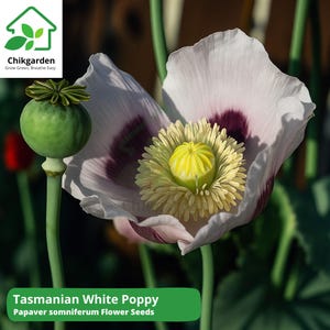 1,500 After Midnight Poppy Seeds, Papaver somniferum Dark Purple Breadseed, Rare Flower Seeds, Garden Borders & Dried Pods, Non-GMO